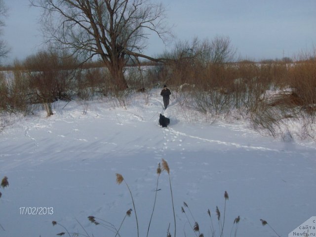 Фото: ньюфаундленд Kaiden Playful (Кайден Плейфул), Лора