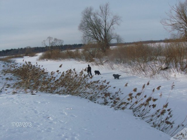 Фото: ньюфаундленд Kaiden Playful (Кайден Плейфул), Лора