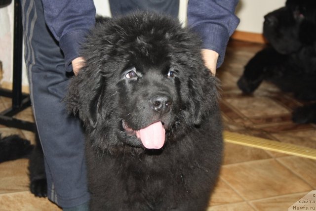 Фото: ньюфаундленд YAhont Dragocennyiy (Яхонт Драгоценный)