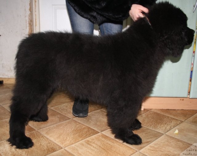 Фото: ньюфаундленд YAhont Dragocennyiy (Яхонт Драгоценный)