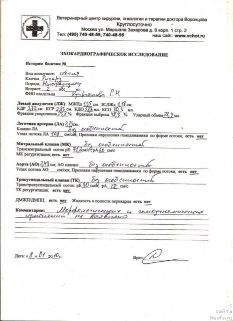 Фото: ньюфаундленд Sent Djons Richard Black Gold (Сент Джонс Ричард Блек Голд)