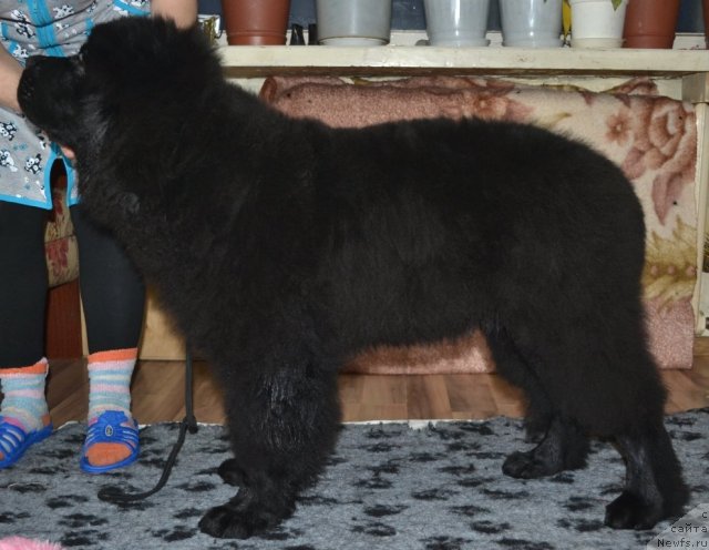 Фото: ньюфаундленд YUtub For YU (Ютуб Фор Ю)