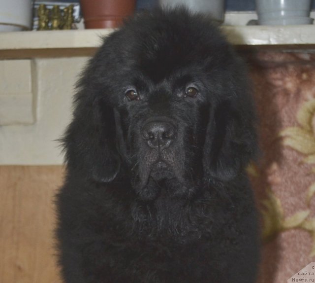 Фото: ньюфаундленд YUtub For YU (Ютуб Фор Ю)