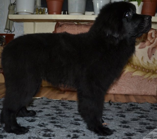 Фото: ньюфаундленд YUkka Flover (Юкка Фловер)