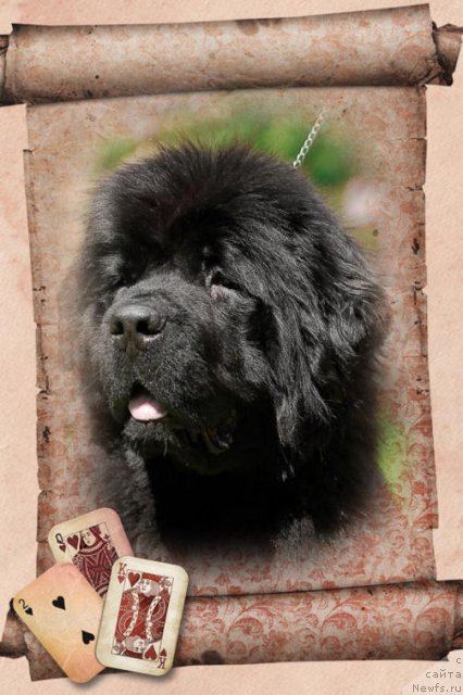 Фото: ньюфаундленд Smigar Nimfeya Neotrazimaya (Смигар Нимфея Неотразимая)