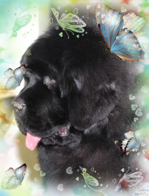 Фото: ньюфаундленд Aquatoriya Kelvin Flash Royal (Акватория Келвин Флэш Ройал)