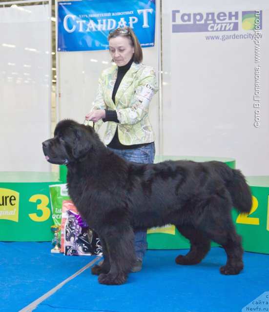Фото: ньюфаундленд Beguschaya po Volnam Deal Me In (Бегущая по Волнам Деал Ме Ин), Ol'ga Koroleva (Ольга Королева)