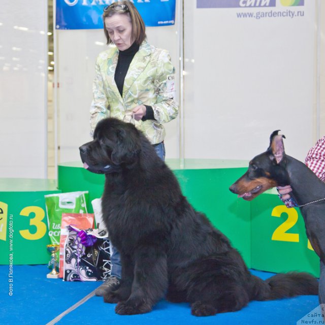 Фото: ньюфаундленд Beguschaya po Volnam Deal Me In (Бегущая по Волнам Деал Ме Ин), Ol'ga Koroleva (Ольга Королева)