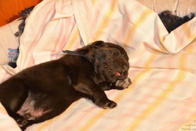 Фото: ньюфаундленд Beguschaya po Volnam Hand Made (Бегущая по Волнам Ханд Маде)