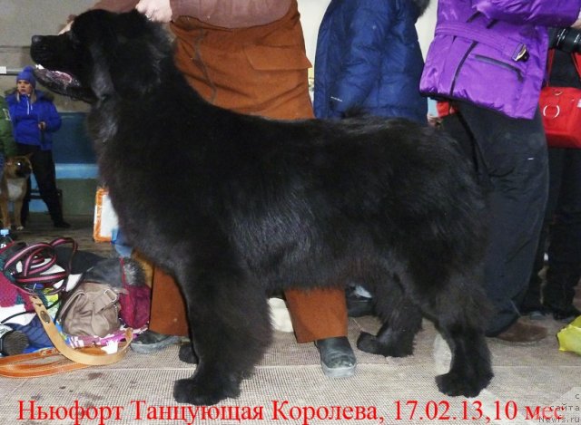 Фото: ньюфаундленд N'yufort Tancuyuschaya Koroleva (Ньюфорт Танцующая Королева)