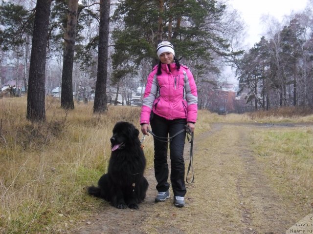 Фото: ньюфаундленд Zarri iz Sibirskoy Glubinki (Зарри из Сибирской Глубинки)