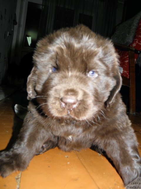 Фото: ньюфаундленд Gretta Garbo (Гретта Гарбо)