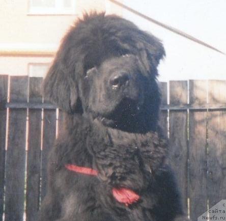 Фото: ньюфаундленд Potap Rachel Kapriz (Потап Рейчел Каприз)