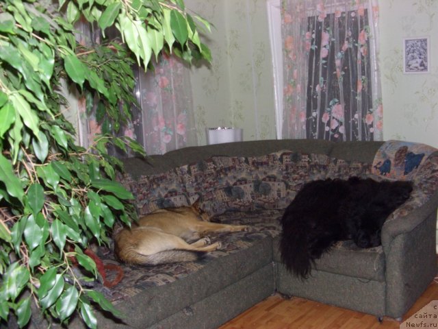 Фото: ньюфаундленд Baryishnya (Барышня)