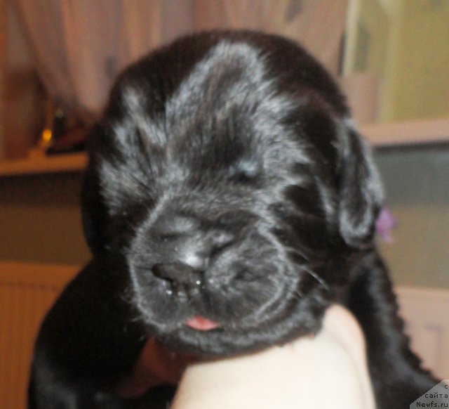 Фото: Сука с сиреневой лентой