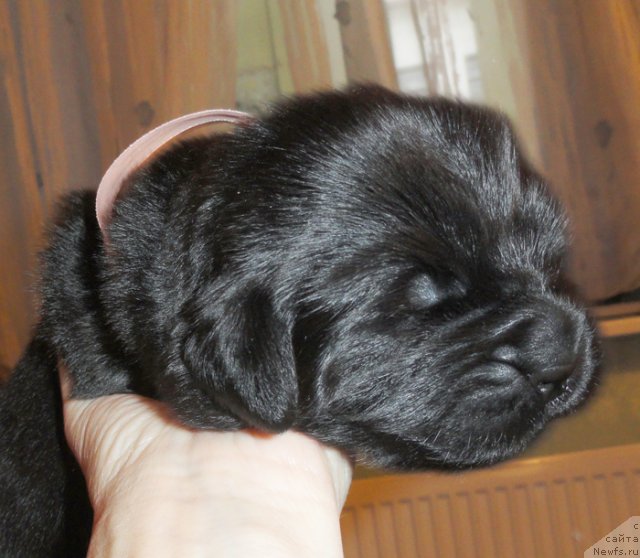 Фото: Сука с розовой лентой