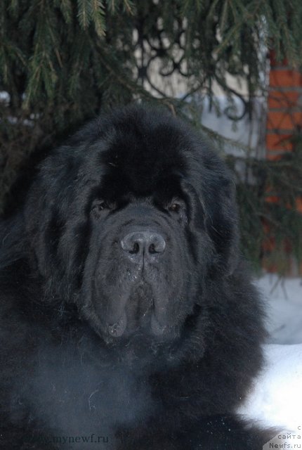 Фото: ньюфаундленд Kloofbears My Dream for Sent Djons