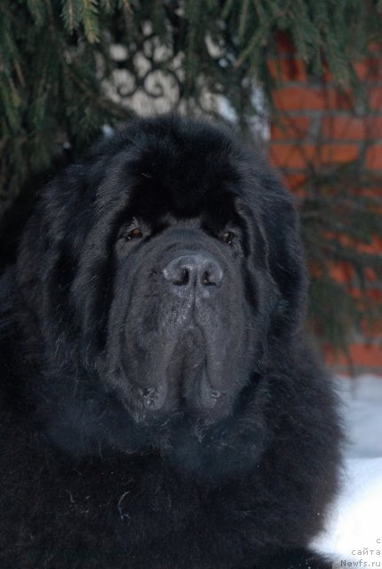 Фото: ньюфаундленд Kloofbears My Dream for Sent Djons