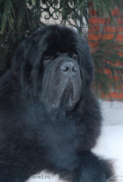 Фото: ньюфаундленд Kloofbears My Dream for Sent Djons