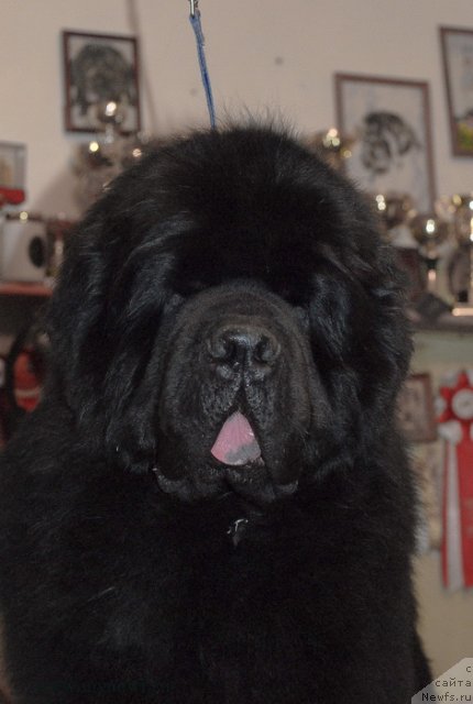 Фото: ньюфаундленд Kloofbears My Dream for Sent Djons