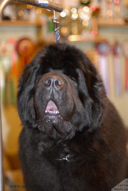 Фото: ньюфаундленд Kloofbears My Dream for Sent Djons