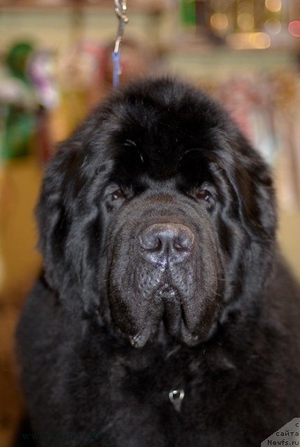 Фото: ньюфаундленд Kloofbears My Dream for Sent Djons