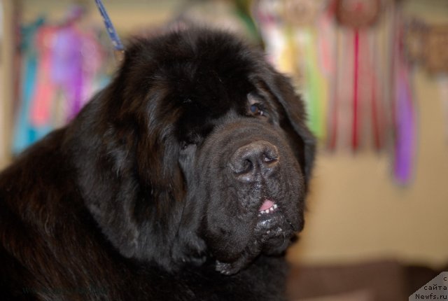 Фотография № 117432