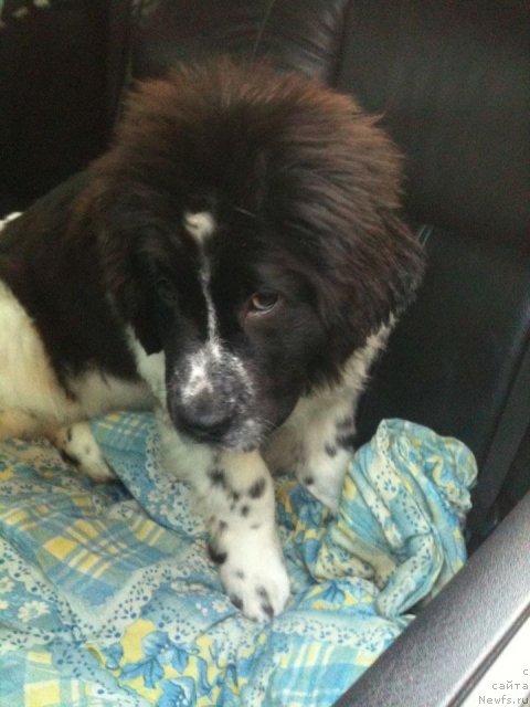 Фото: ньюфаундленд Sent Djons Viva Viktoria (Сент Джонс Вива Виктория)