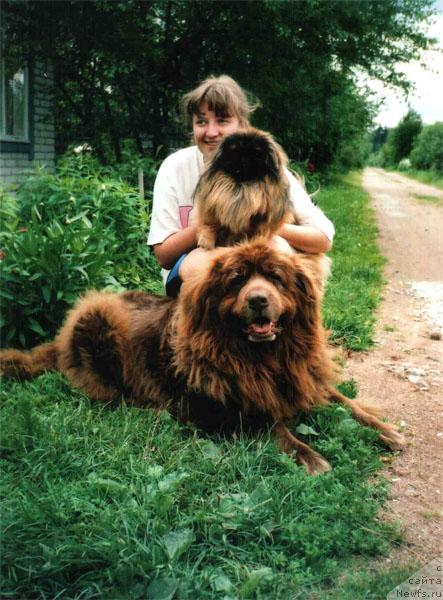 Фото: ньюфаундленд Tutsi (Тутси)