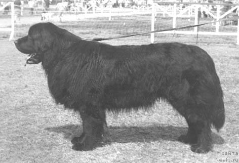 Фото: ньюфаундленд YUhan Agli (Юхан Агли)