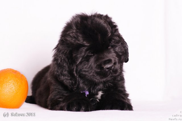 Фото: ньюфаундленд Toptyijka Gemma Doch' Djakomo (Топтыжка Гемма Дочь Джакомо)