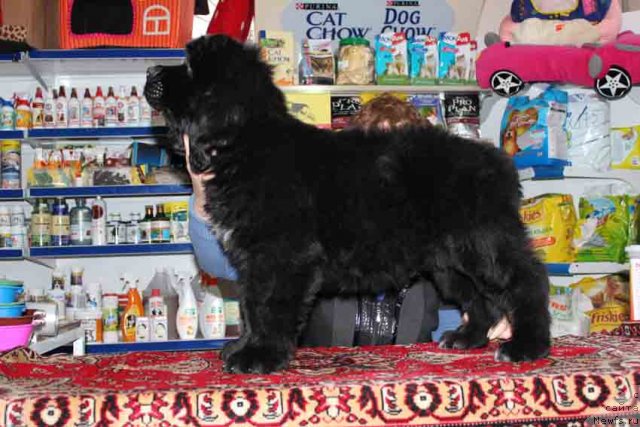 Фото: Tat'yana Rustanova (Татьяна Рустанова)