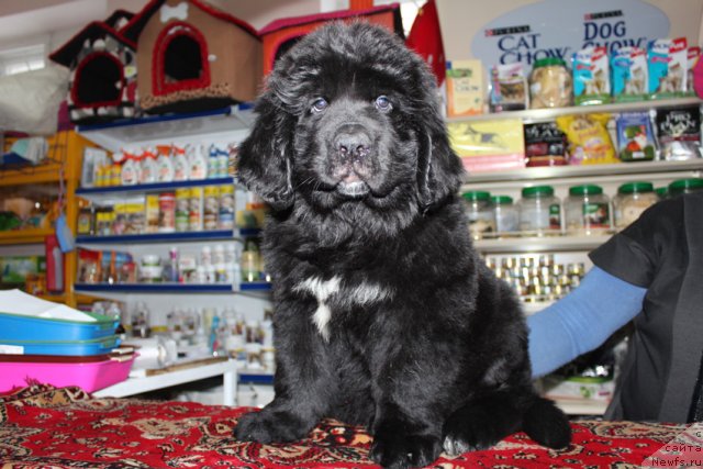 Фото: Tat'yana Rustanova (Татьяна Рустанова)