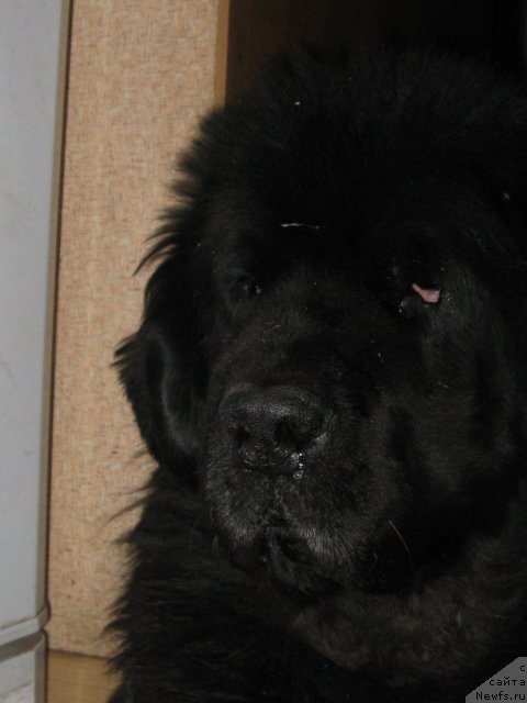 Фото: ньюфаундленд N'yumast Nyel'son Admiral Pobeditel' (Ньюмаст Нэльсон Адмирал Победитель)