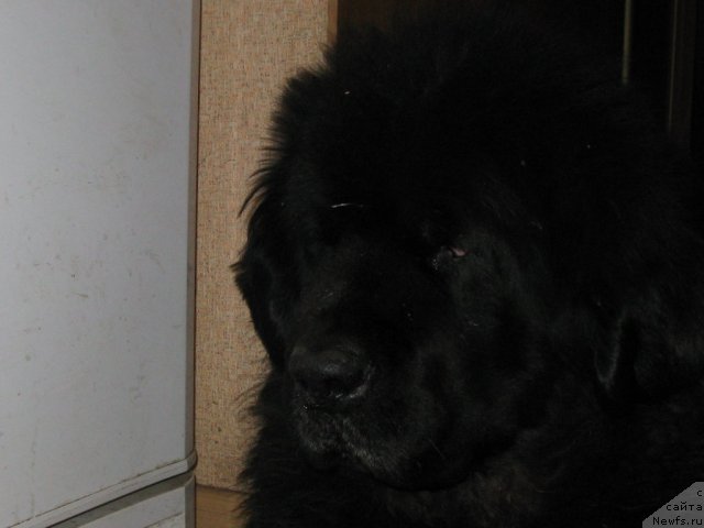 Фото: ньюфаундленд N'yumast Nyel'son Admiral Pobeditel' (Ньюмаст Нэльсон Адмирал Победитель)