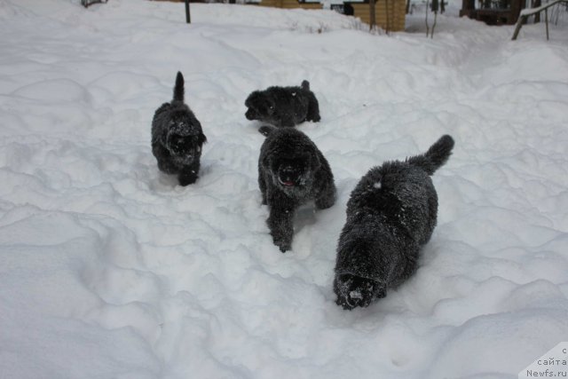 Фото: ньюфаундленд Pouch Cove's Russian Hit From Seabrook
