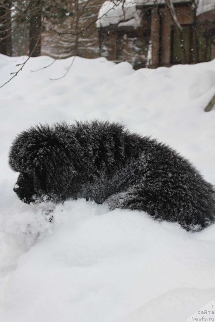 Фото: ньюфаундленд Pouch Cove's Russian Hit From Seabrook