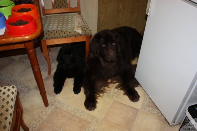 Фото: ньюфаундленд Chernyi Sharm Angel'skaya Krasota (Черный Шарм Ангельская Красота), ньюфаундленд Soul of Rouz Arlin (Соул оф Роуз Арлин)