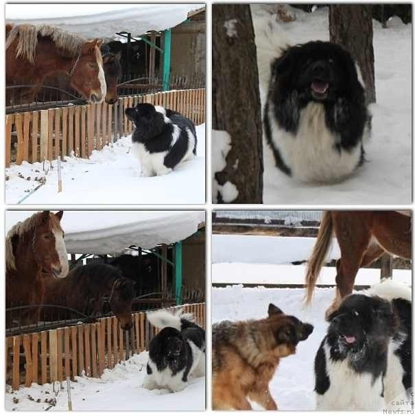 Фото: ньюфаундленд CHernyiy SHarm Vellington (Черный Шарм Веллингтон)