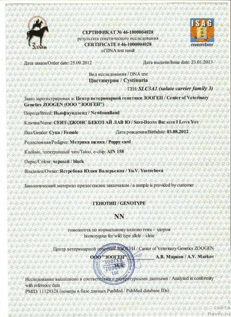 Фото: ньюфаундленд Sent Djons Bekoz Ay Love YU (Сент Джонс Бекоз Ай Лове Ю)