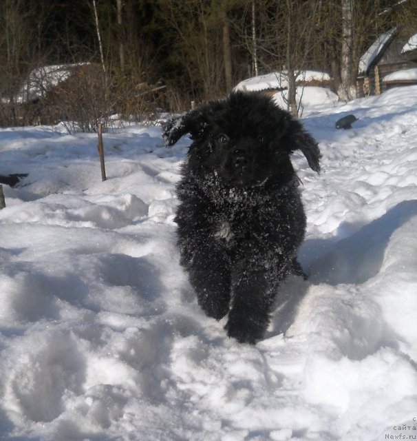 Фото: ньюфаундленд Safari SHamba Klimovna (Сафари Шамба Климовна)