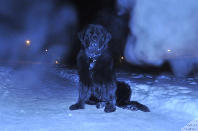 Фото: ньюфаундленд Starbimovlav Dikye (Старбимовлав Дикэ)
