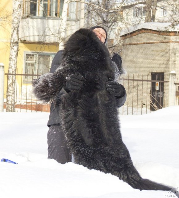 Фото: ньюфаундленд Bi Perfekt Alana (Би Перфект Алана)