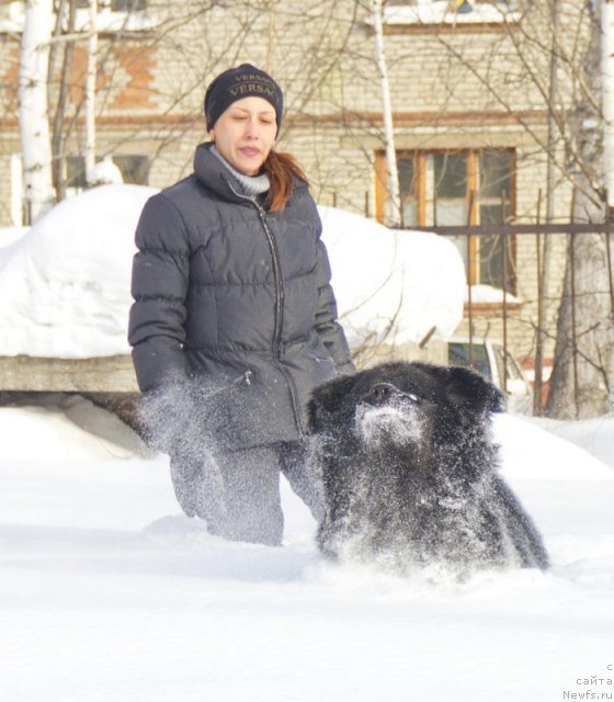 Фото: ньюфаундленд Bi Perfekt Alana (Би Перфект Алана)