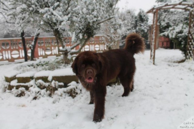 Фото: ньюфаундленд Fartovaya Fishka s Berega Dona (Фартовая Фишка с Берега Дона)