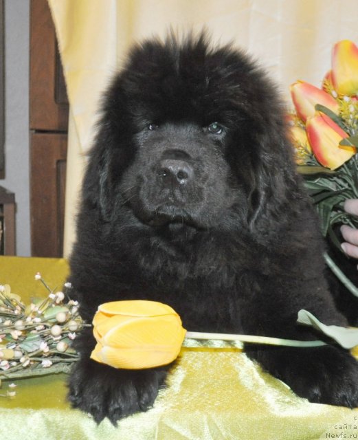 Фотография № 117535