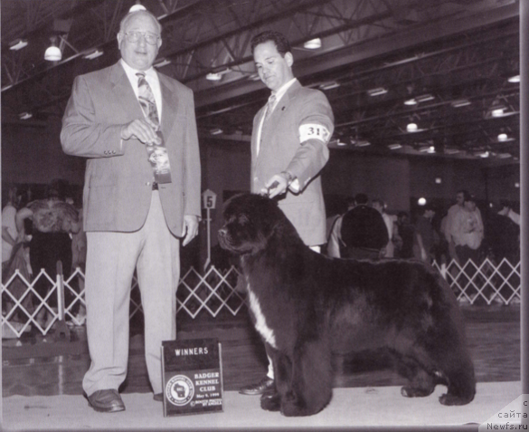 Фото: ньюфаундленд Quincy Rubin Rouge di Borgoleonardo