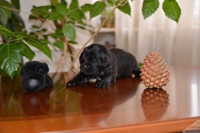 Фото: ньюфаундленд Beguschaya po Volnam Hand Made (Бегущая по Волнам Ханд Маде)