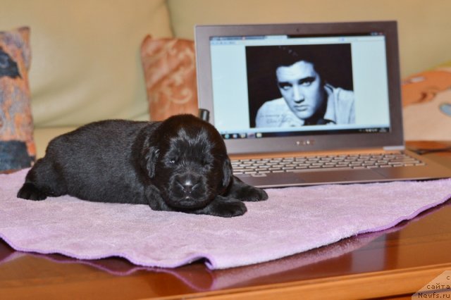 Фото: ньюфаундленд Beguschaya po Volnam Hand Made (Бегущая по Волнам Ханд Маде)