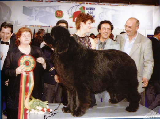 Фото: ньюфаундленд Atwater Crazy Diamond Borgoleonardo